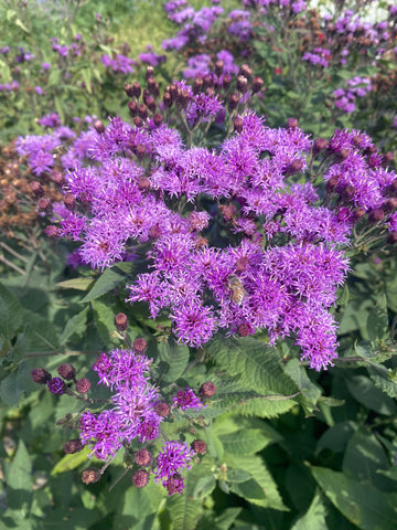Vernonia, Smooth Ironweed