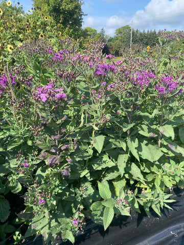 Vernonia, Smooth Ironweed