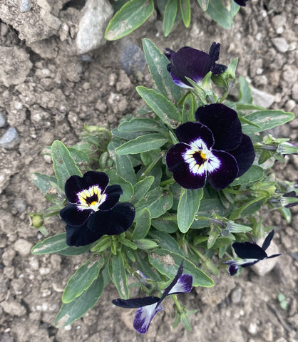 Viola, Corina Penguin F-1