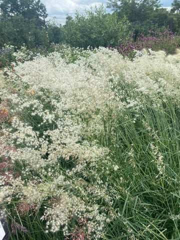Grasses, Melinis Silver Queen