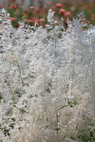 Grasses, Melinis Silver Queen
