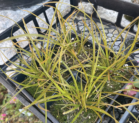 Carex, Prairie Fire