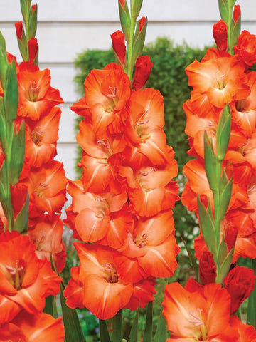 Gladioli, Stormy