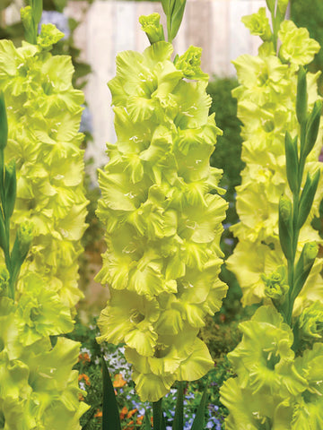 Gladioli, Kio