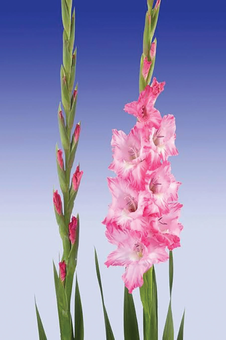Gladioli, Violet King