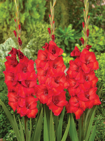 Gladioli, Magma