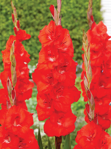 Gladioli, Bunga