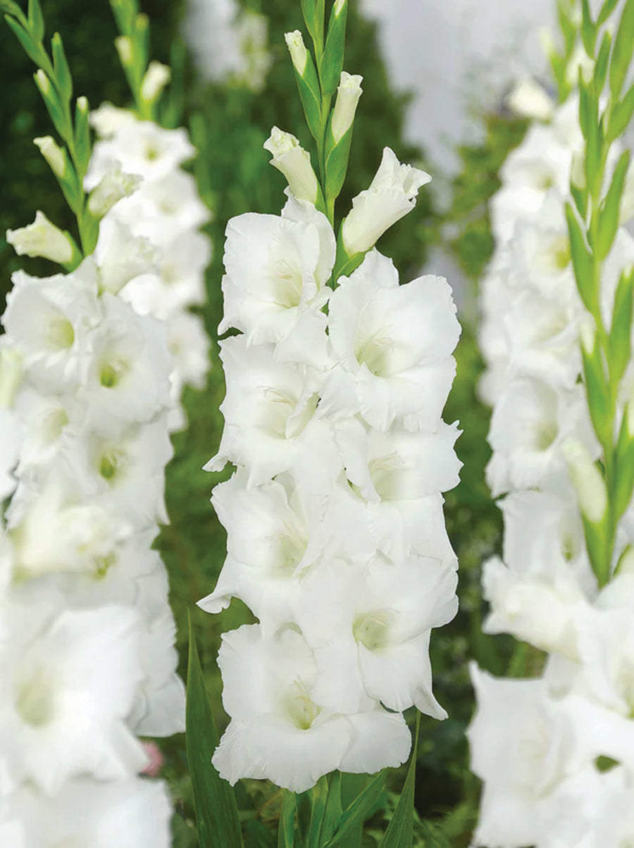 Gladioli, Nova Zembla – William Dam Seeds