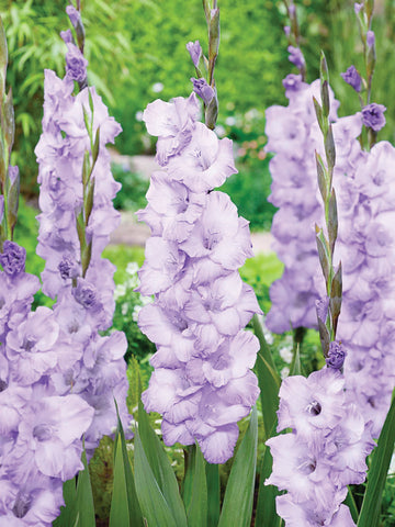 Gladioli, Blue Tropic