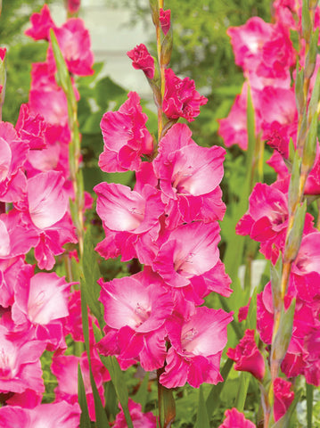 Gladioli, Fairytale Pink