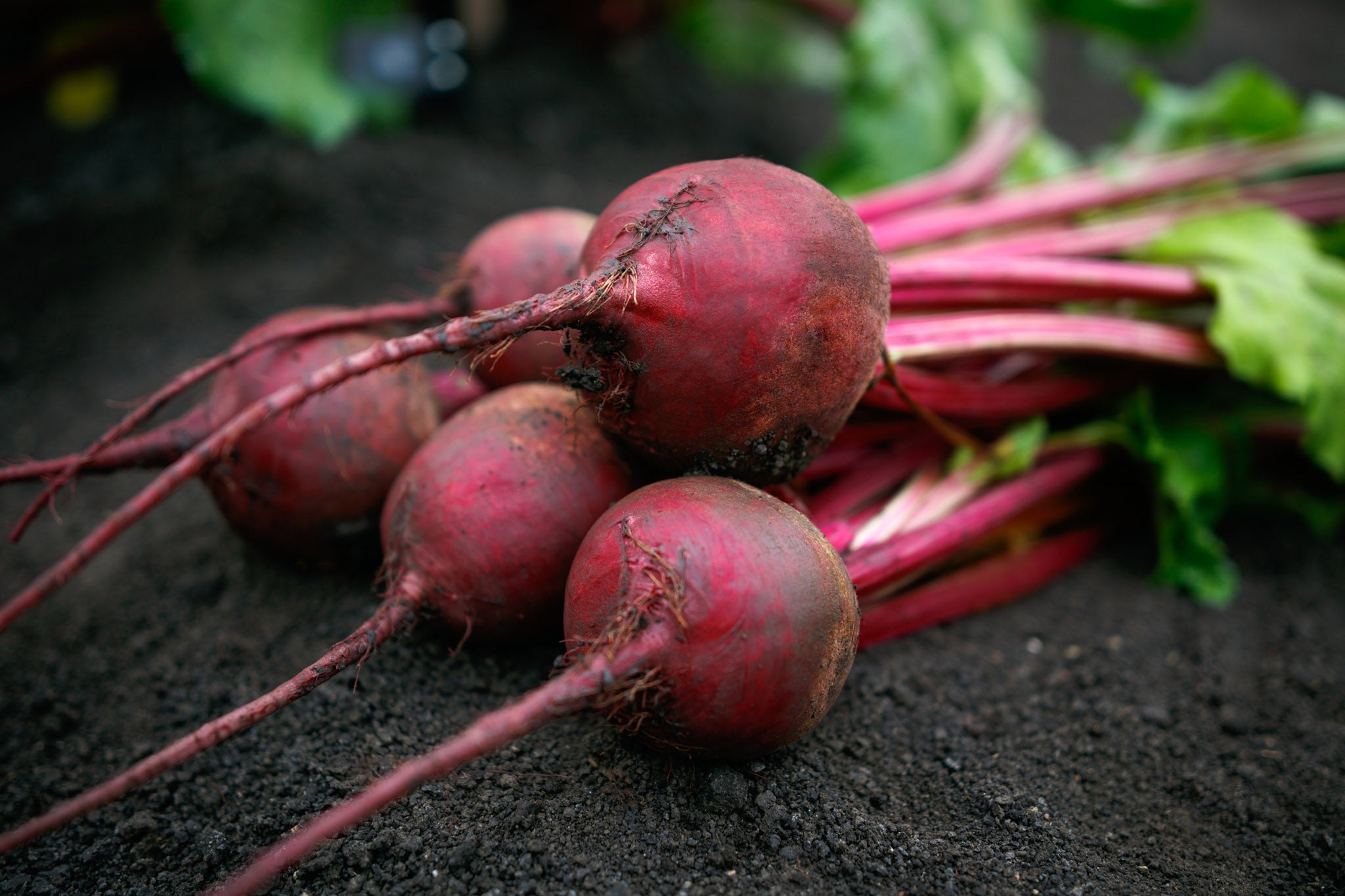 Beet But Beets, Borealis F-1 – William Dam Seeds