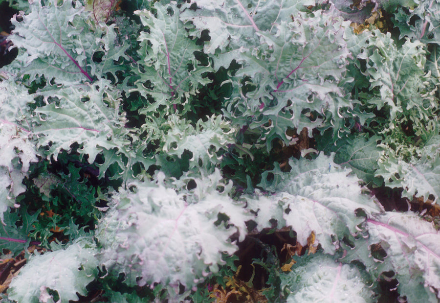 Kale, Red Russian