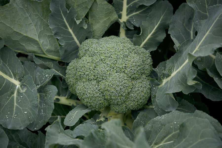 Broccoli, Gypsy Hybrid