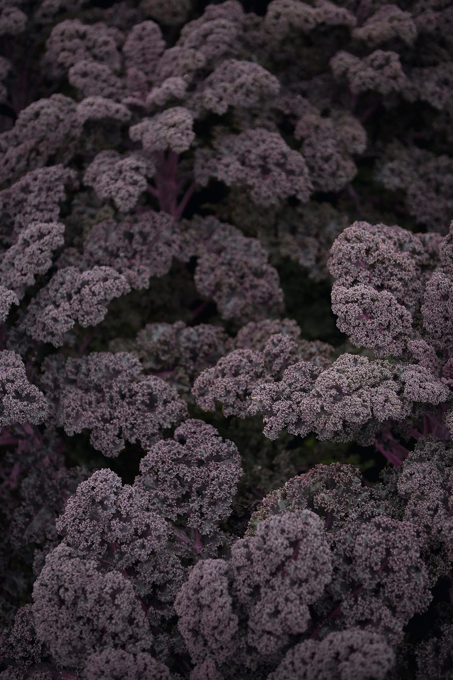 Kale, Redbor Hybrid