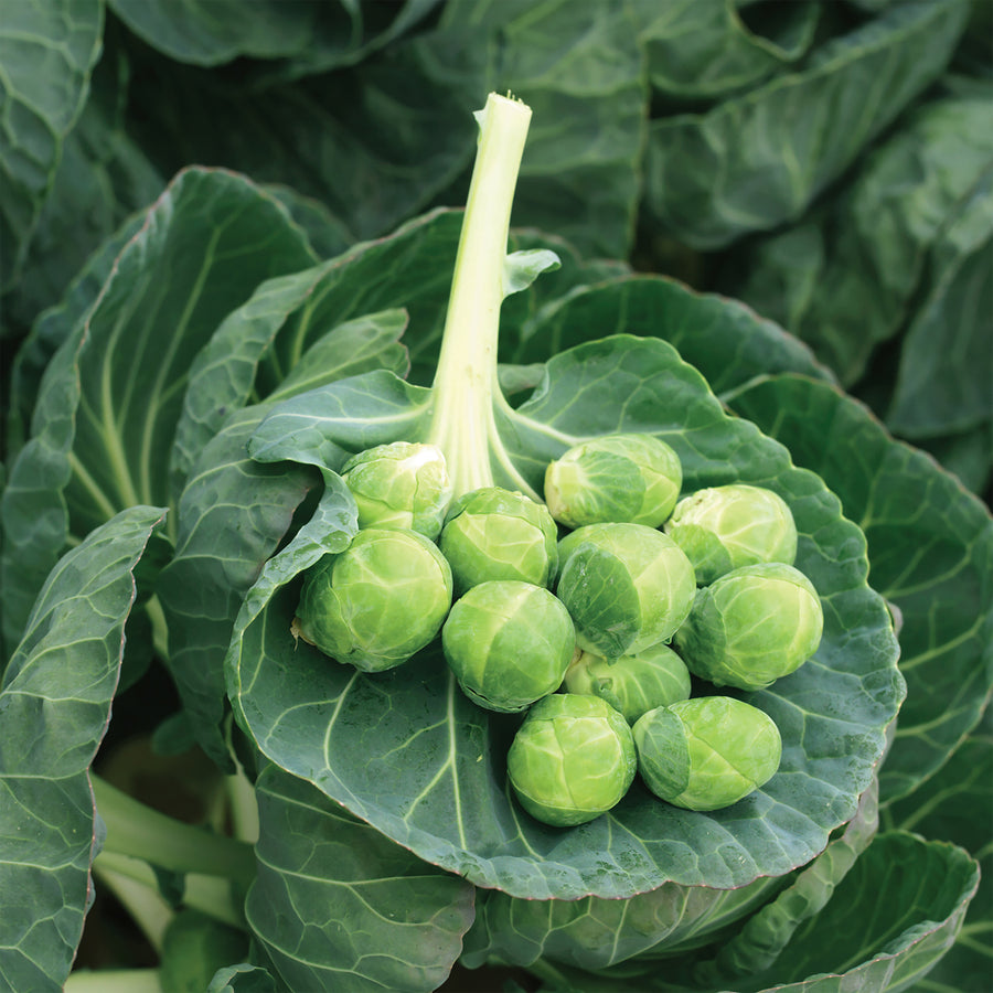 Brussels Sprouts, Gustus Hybrid