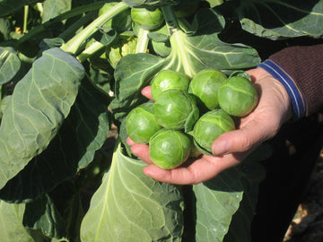 Brussels Sprouts, Nautic Hybrid Organic