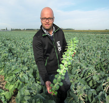 Brussels Sprouts, Marte Hybrid