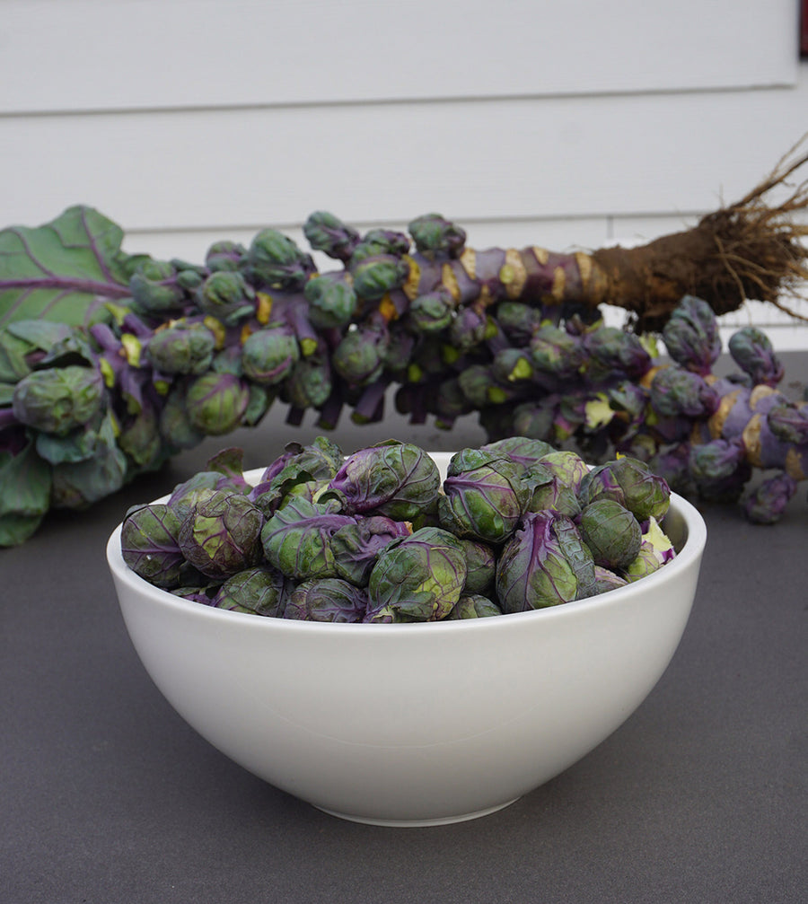Brussels Sprouts, Redarling Hybrid
