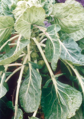 Brussels Sprouts, Catskill
