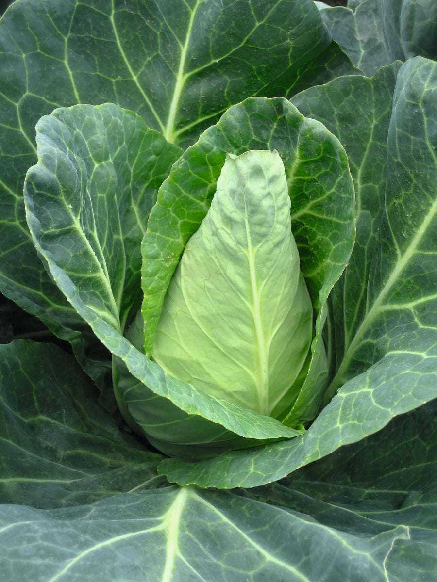Cabbage, Caraflex Hybrid Organic