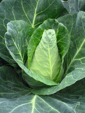 Cabbage, Caraflex Hybrid Organic