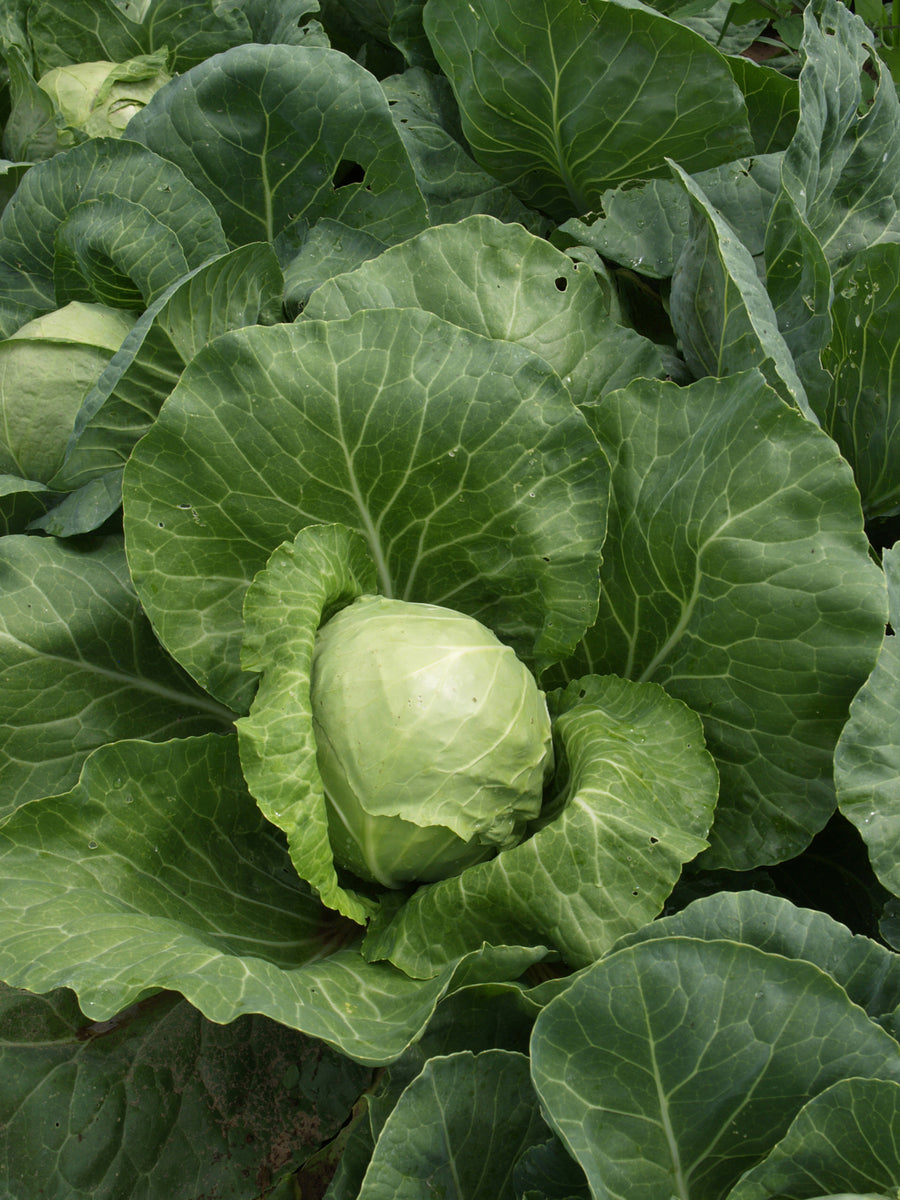 Cabbage, Golden Acre Y.R.