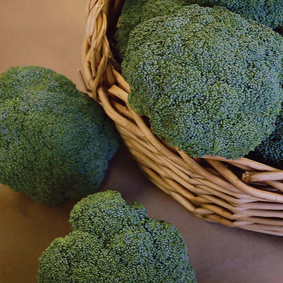 Broccoli, Castledome Hybrid
