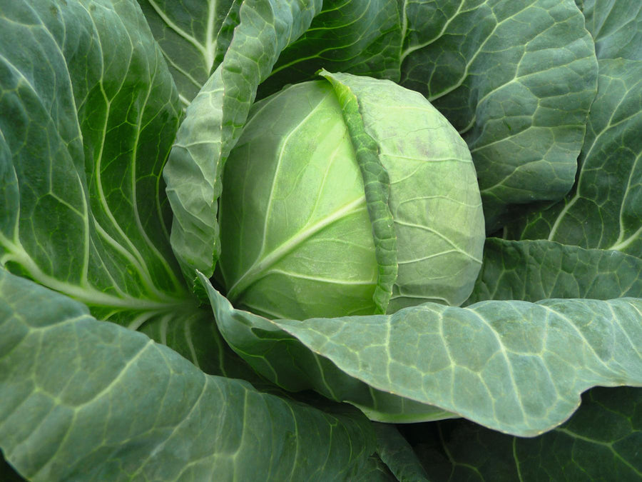 Cabbage, Tiara Hybrid