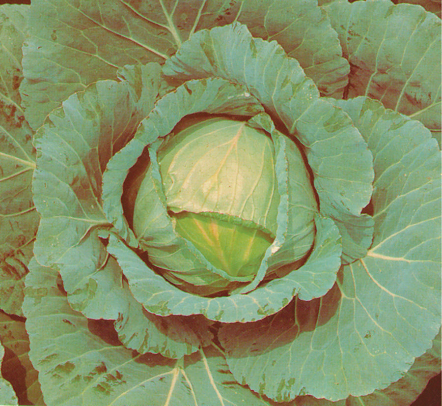 Cabbage, Langedijker Late, Winterkeeper