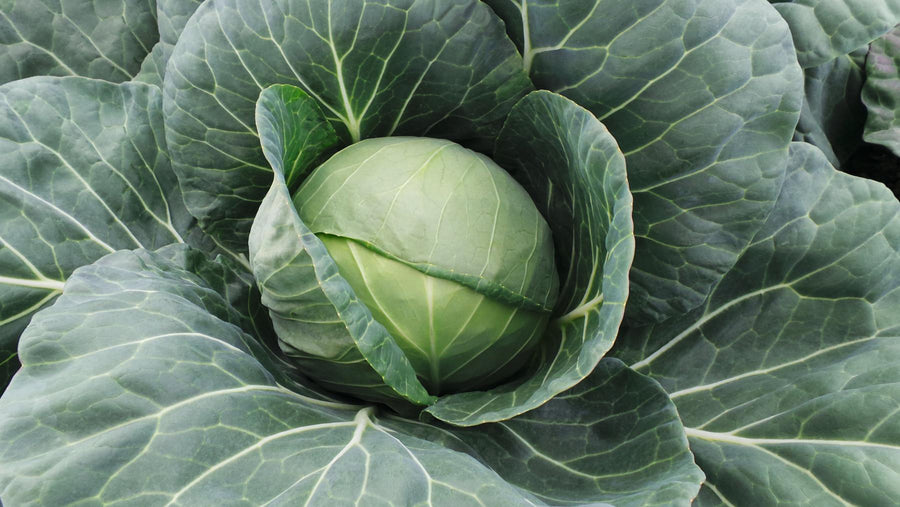 Cabbage, Farao Hybrid Organic