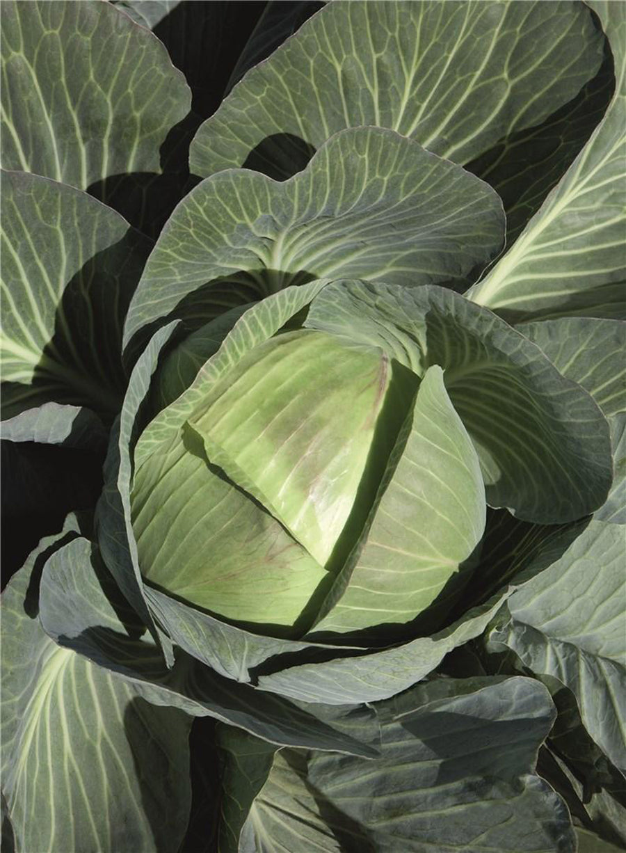 Cabbage, Expect Hybrid Organic