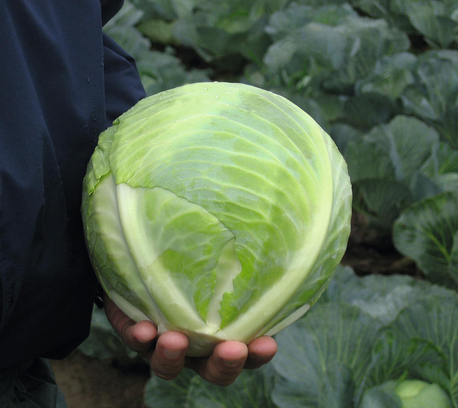 Cabbage, Reaction Hybrid Organic