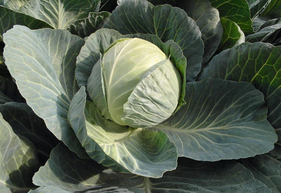 Cabbage, Passat Hybrid Organic
