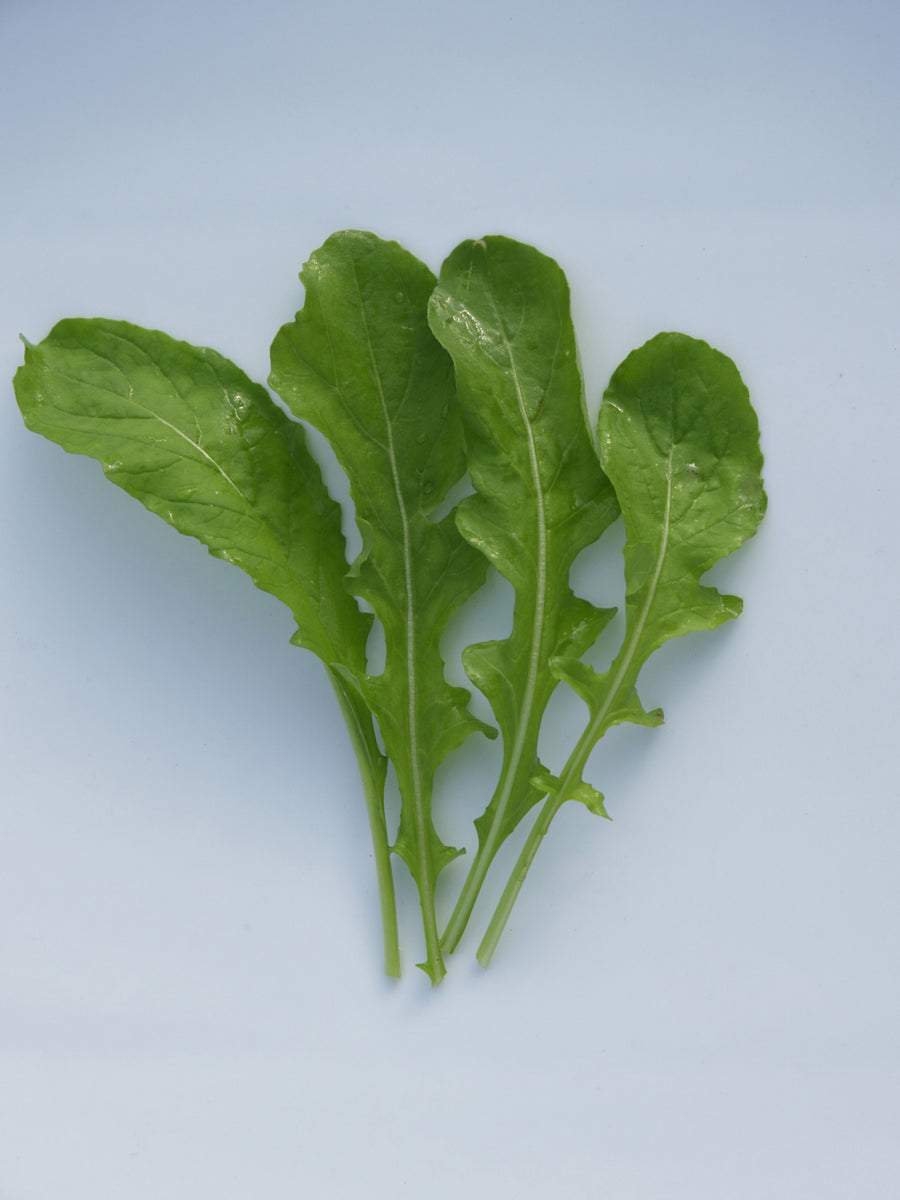 Arugula, Rocket – William Dam Seeds