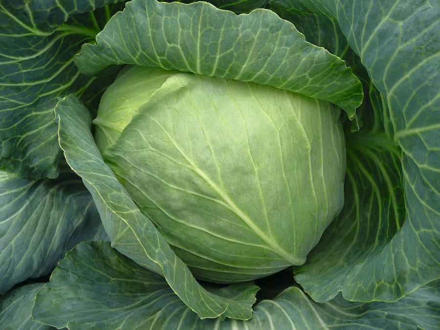 Cabbage, Bronco Hybrid