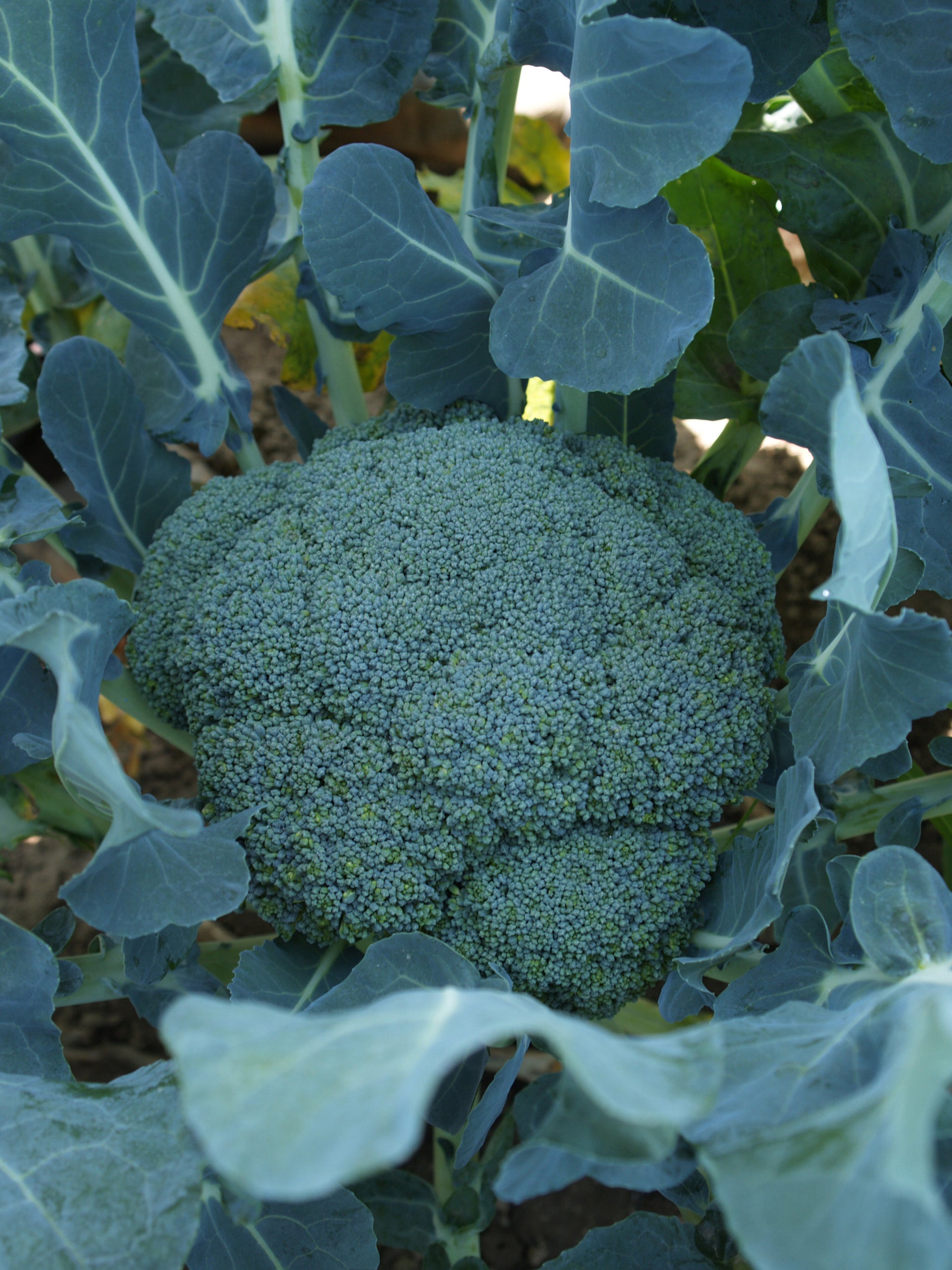 Broccoli, Imperial Hybrid – William Dam Seeds