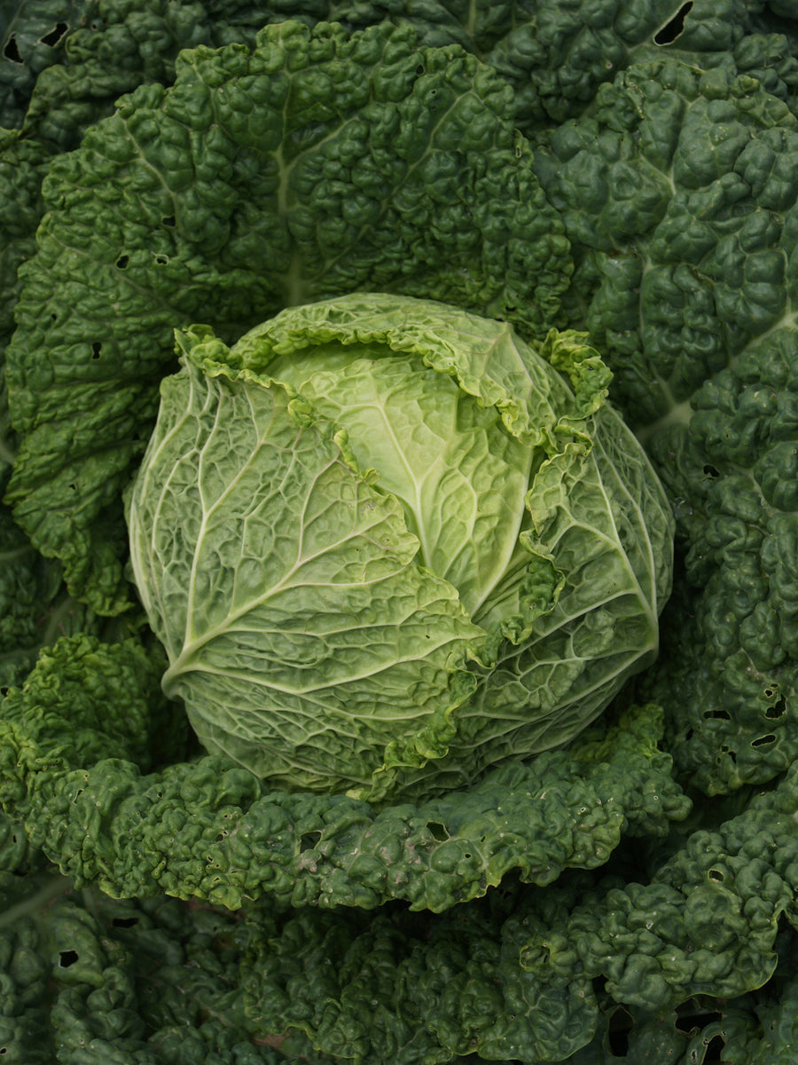 Cabbage, Alcosa Hybrid