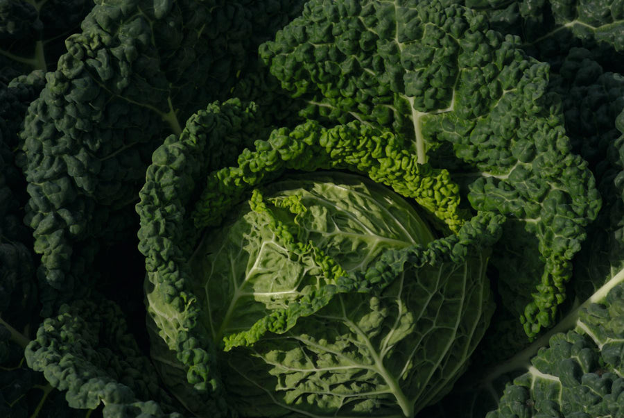 Cabbage, Famosa Hybrid Organic