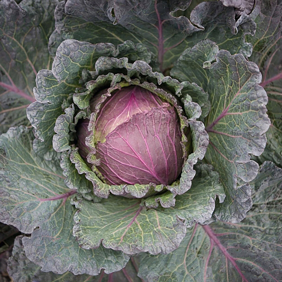 Cabbage, Deadon Hybrid Organic