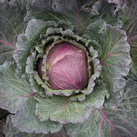 Defender Cabbage Cabbage – William Dam Seeds