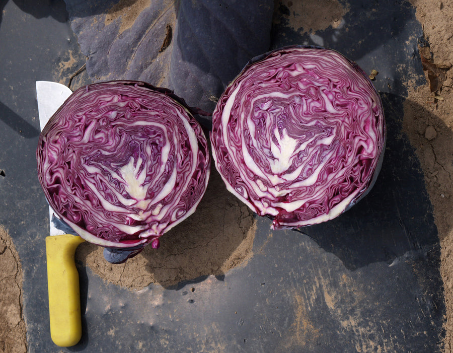 Cabbage, Primero Hybrid Organic