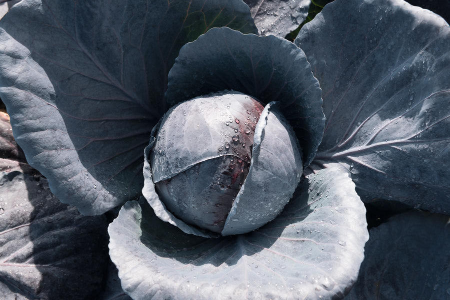 Cabbage, Primero Hybrid Organic