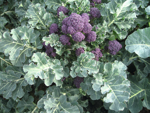 Broccoli, Santee Hybrid Organic