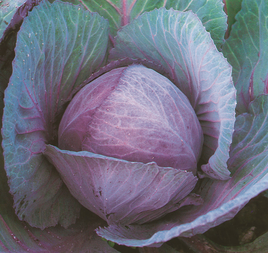 Cabbage, Langedijker Late Red