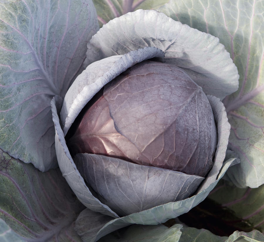 Cabbage, Cairo Hybrid