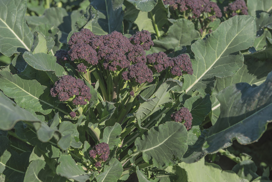 Broccoli, Burgundy Hybrid