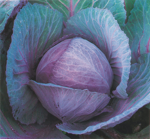 Cabbage, Red Acre
