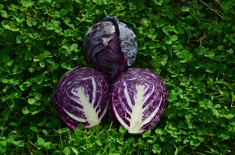 Cabbage, Ruby Perfection Hybrid