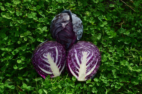 Ruby Red Cabbage Cabbage – William Dam Seeds
