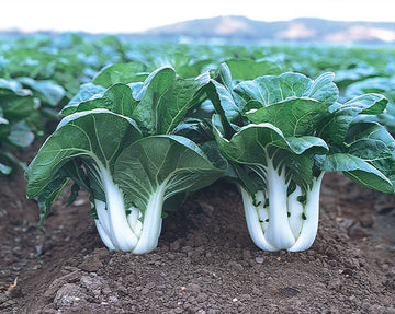 Pak Choy, Joi Choi Hybrid